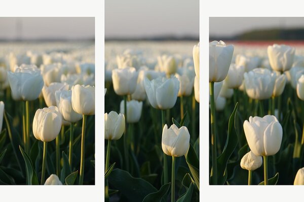 Bílé tulipány v podvečerním světle – Třídílný obraz B, 90 × 60 cm