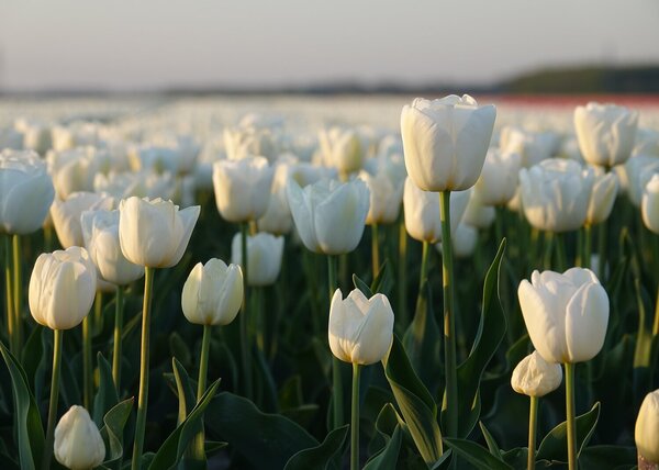 Bílé tulipány v podvečerním světle – Jednodílný obraz, 70 × 50 cm