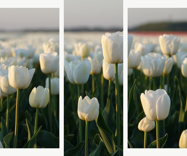Bílé tulipány v podvečerním světle – Třídílný obraz B, 120 × 100 cm