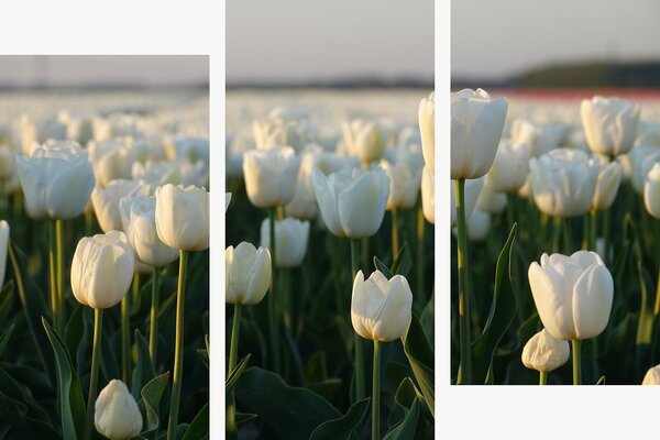 Bílé tulipány v podvečerním světle – Třídílný obraz C, 120 × 80 cm