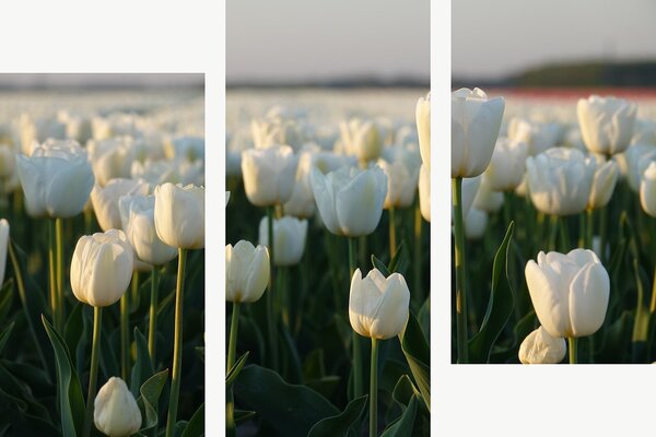 Bílé tulipány v podvečerním světle – Třídílný obraz C, 90 × 60 cm