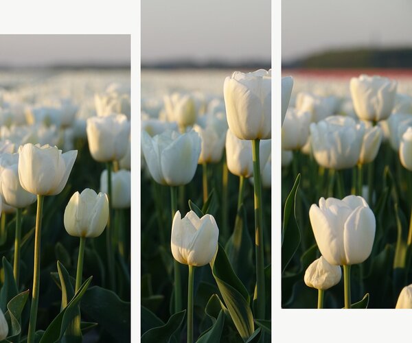 Bílé tulipány v podvečerním světle – Třídílný obraz C, 120 × 100 cm
