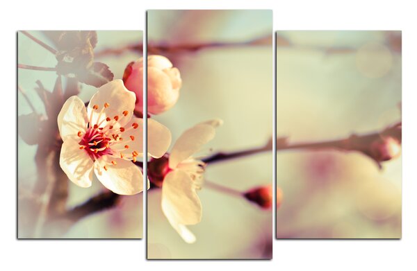 Obraz na plátně - Květ třešně 158C (90x60 cm)
