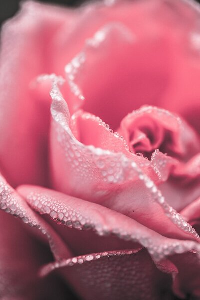 Růžová růže v ranní rose – Jednodílný obraz, 40 × 60 cm