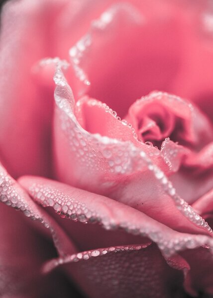 Růžová růže v ranní rose – Jednodílný obraz, 50 × 70 cm