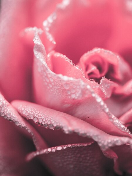 Růžová růže v ranní rose – Jednodílný obraz, 30 × 40 cm