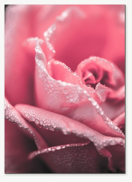 Růžová růže v ranní rose – Jednodílný obraz, 50 × 70 cm