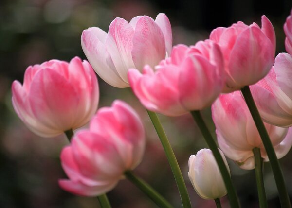 Růžové tulipány v jemném světle – Jednodílný obraz, 70 × 50 cm