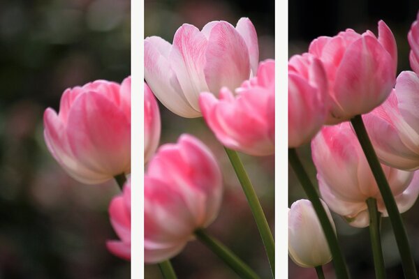 Růžové tulipány v jemném světle – Třídílný obraz A, 90 × 60 cm