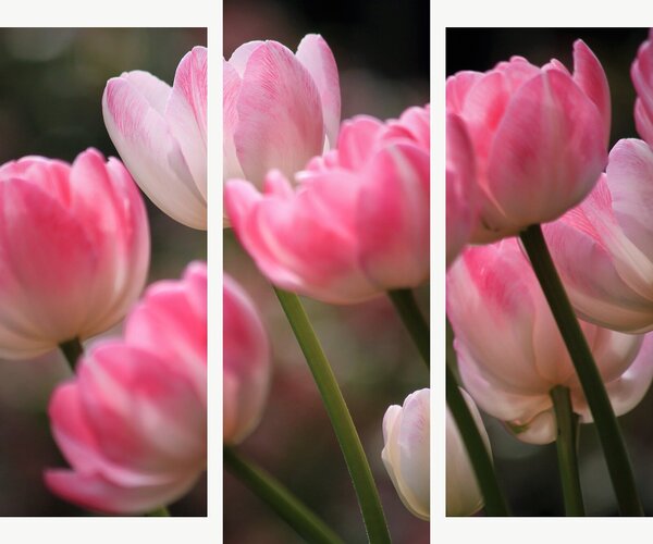 Růžové tulipány v jemném světle – Třídílný obraz B, 120 × 100 cm