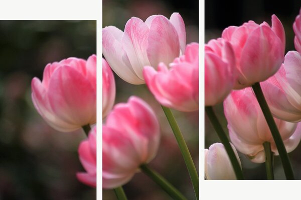 Růžové tulipány v jemném světle – Třídílný obraz C, 150 × 100 cm