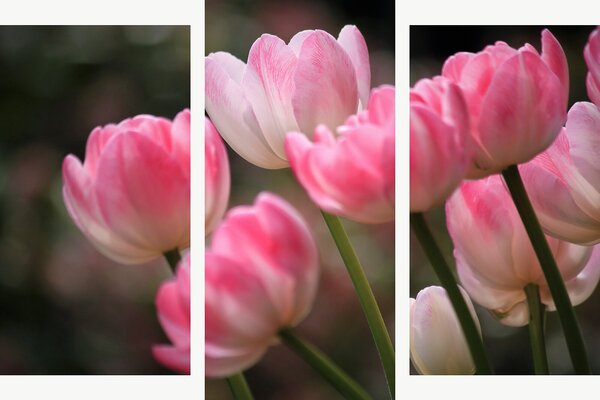 Růžové tulipány v jemném světle – Třídílný obraz B, 120 × 80 cm