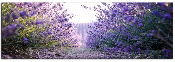 Obraz na plátně - Stezka mezi levanduloví keři - panoráma 566A (105x35 cm)
