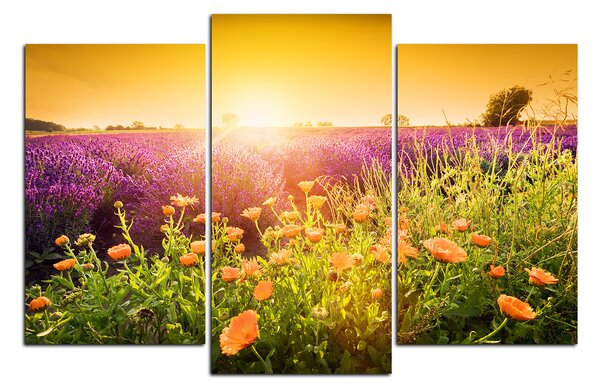 Obraz na plátně - Levandulové pole zalité sluncem 165C (150x100 cm)