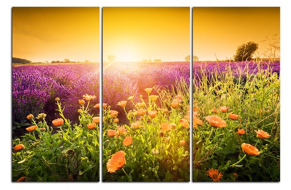 Obraz na plátně - Levandulové pole zalité sluncem 165B (150x100 cm)