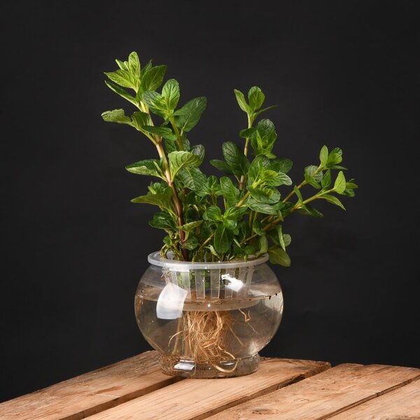 Pěstírna na rostliny Esschert Design, výška 11,7 cm