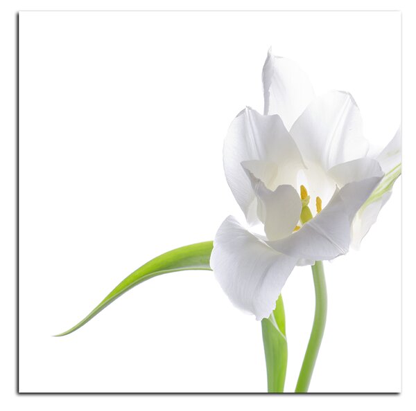 Obraz na plátně - Tulipán - čtverec 381A (50x50 cm)