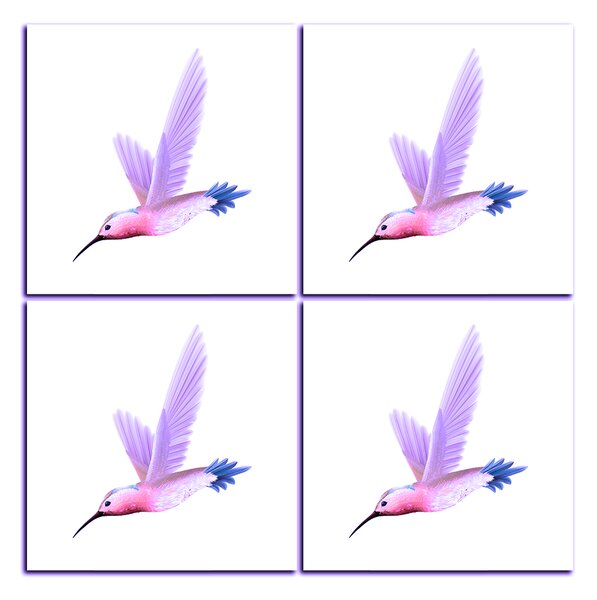 Obraz na plátně - Kolibřík na bílém pozadí - čtverec 389VC (60x60 cm)