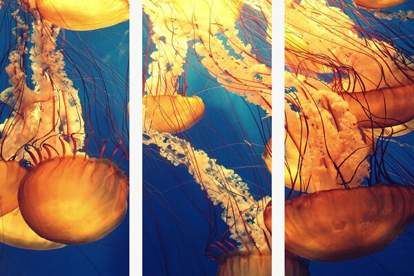 Zlatavé medúzy v modré hlubině – Třídílný obraz A, 90 × 60 cm