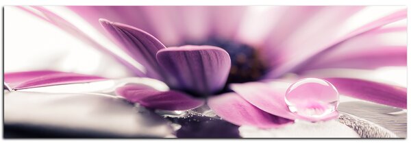 Obraz na plátně - Kapka rosy na lupenech květu - panoráma 580A (105x35 cm)