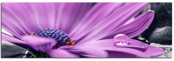 Obraz na plátně - Gerbera ve vodě - panoráma 582A (105x35 cm)
