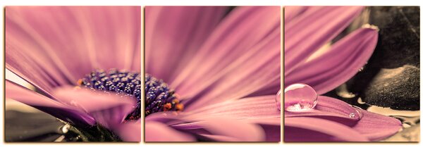 Obraz na plátně - Gerbera ve vodě - panoráma 582FB (90x30 cm)