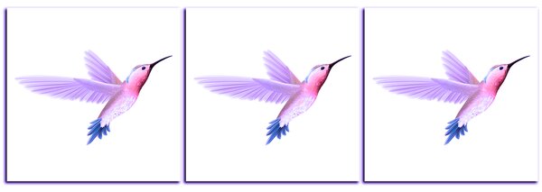 Obraz na plátně - Kolibřík na bílém pozadí - panoráma 589VA (90x30 cm)