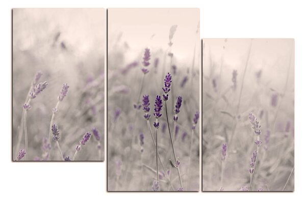 Obraz na plátně - Krásná levandule 175FD (90x60 cm)