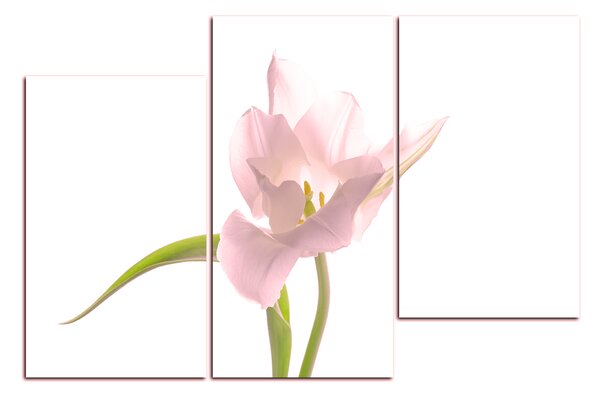 Obraz na plátně - Tulipán 181QD (135x90 cm)