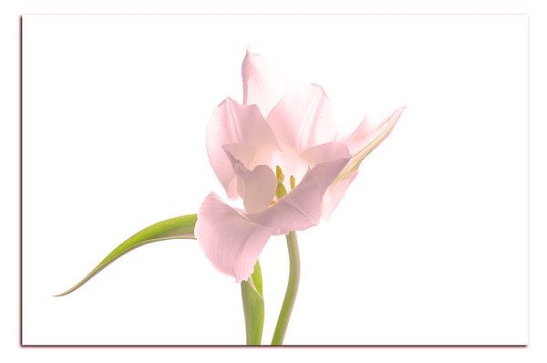 Obraz na plátně - Tulipán 181QA (60x40 cm)