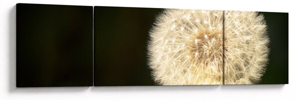 Obraz šedé pampelišky (170x50 cm)