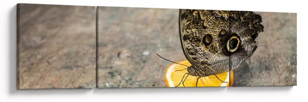 Obraz motýla (170x50 cm)