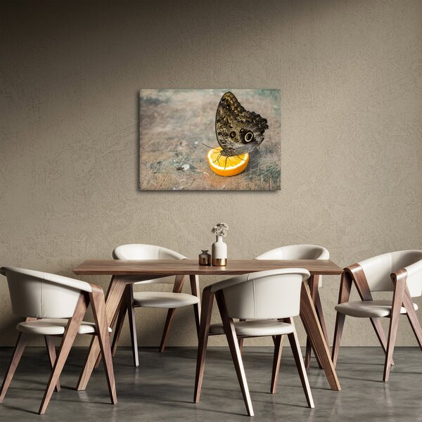 Obraz motýla (70x50 cm)