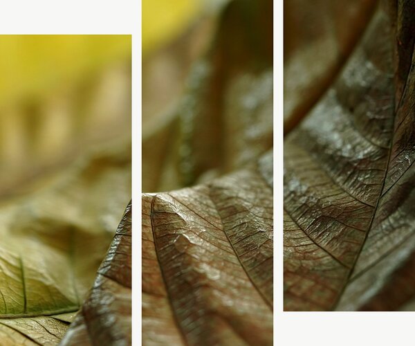 Detail sušených listů v zemitých tónech – Třídílný obraz C, 120 × 100 cm