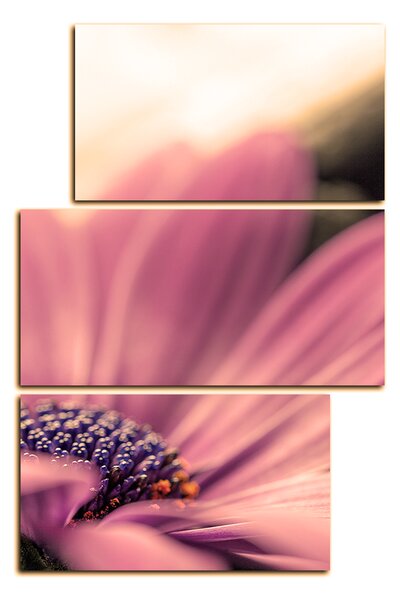 Obraz na plátně - Gerbera - obdélník 782FC (90x60 cm)