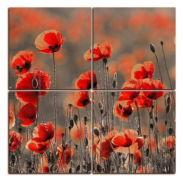 Obraz na plátně - Krásné divoké máky - čtverec 397FD (60x60 cm)
