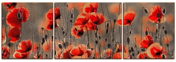 Obraz na plátně - Krásné divoké máky - panoráma 597FC (90x30 cm)