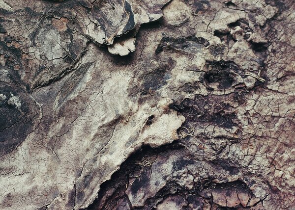 Struktura popraskané kůry – Jednodílný obraz, 70 × 50 cm