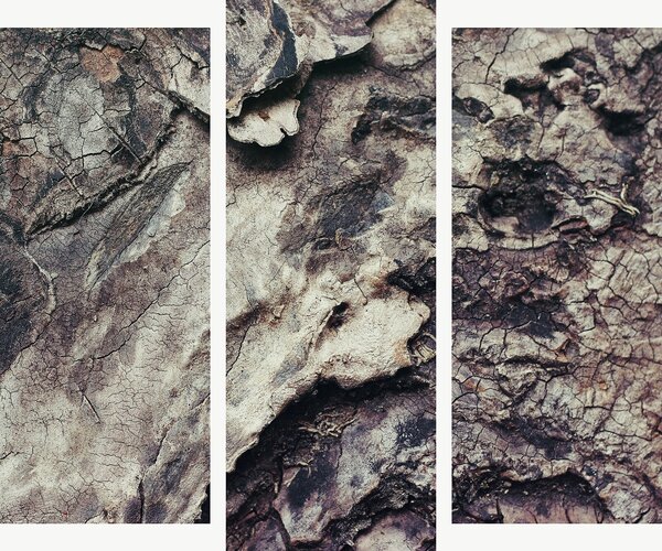 Struktura popraskané kůry – Třídílný obraz B, 120 × 100 cm