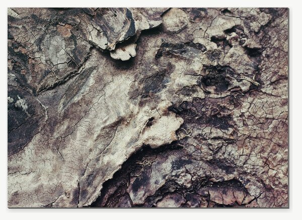 Struktura popraskané kůry – Jednodílný obraz, 70 × 50 cm