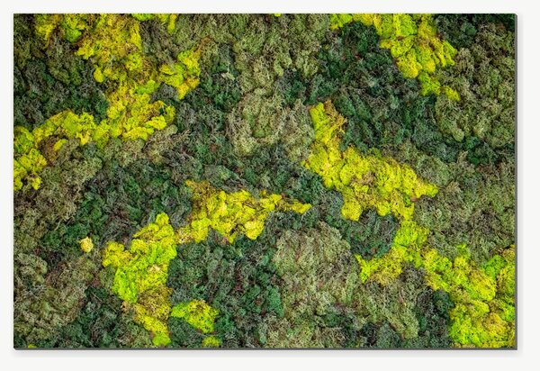 Struktura zeleného mechu – Jednodílný obraz, 60 × 40 cm