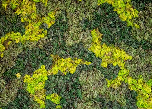 Struktura zeleného mechu – Jednodílný obraz, 70 × 50 cm