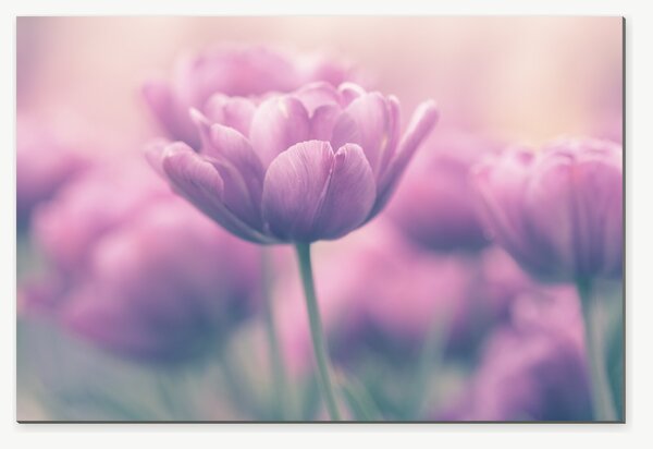 Růžové tulipány v jemném oparu – Jednodílný obraz, 60 × 40 cm