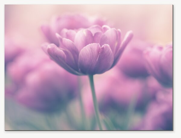 Růžové tulipány v jemném oparu – Jednodílný obraz, 40 × 30 cm