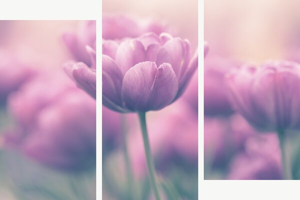 Růžové tulipány v jemném oparu – Třídílný obraz C, 150 × 100 cm