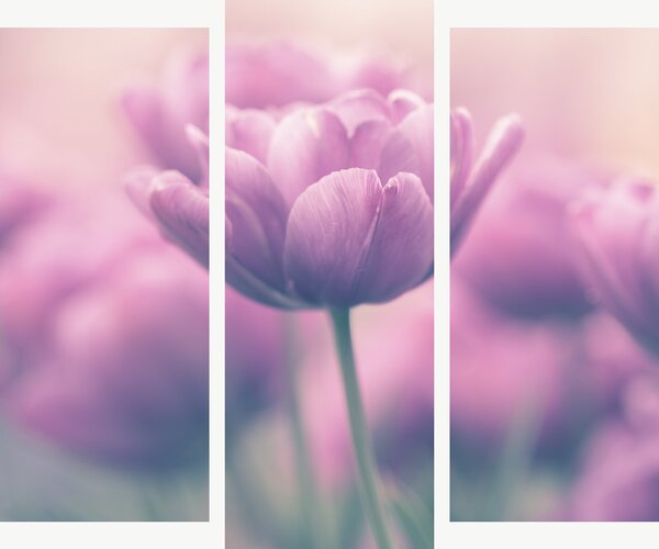Růžové tulipány v jemném oparu – Třídílný obraz B, 120 × 100 cm