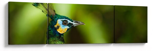 Obraz páva (170x50 cm)