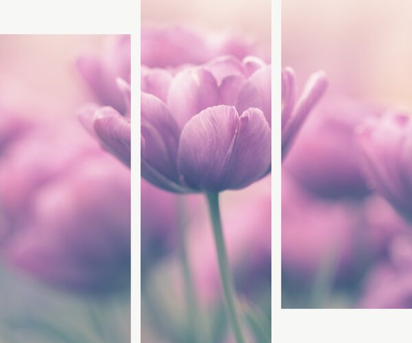Růžové tulipány v jemném oparu – Třídílný obraz C, 120 × 100 cm
