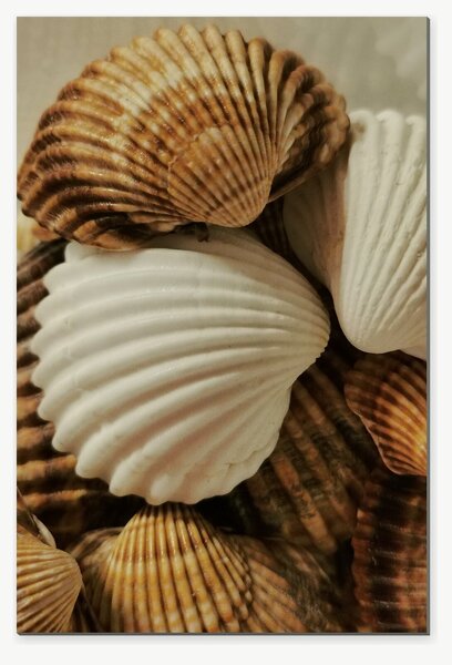Mušle v přírodních tónech – Jednodílný obraz, 40 × 60 cm