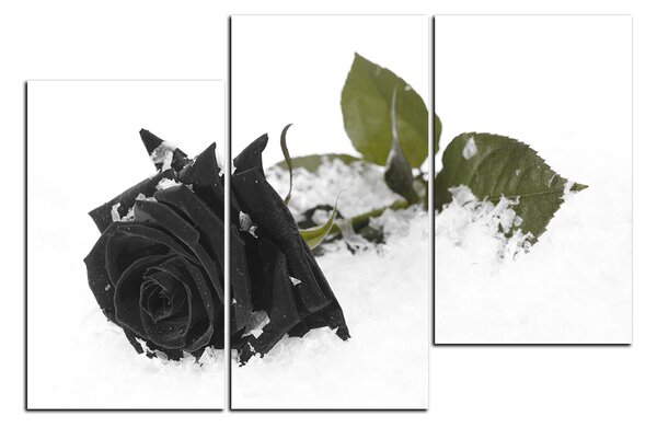 Obraz na plátně - Růže na sněhu 1103QC (90x60 cm)